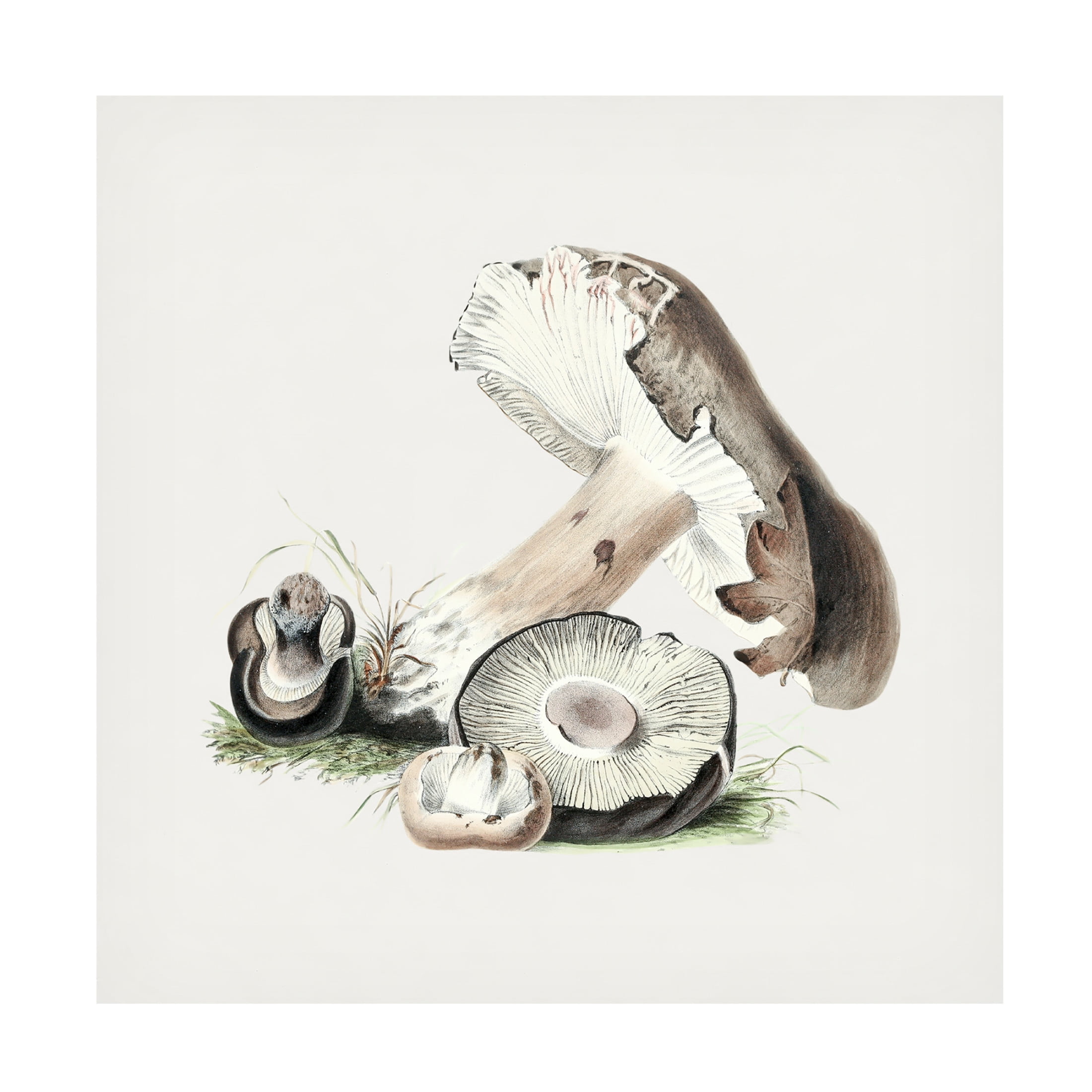 Trademark Fine Art Pictufy  Vintage Agaricus Augustus Mushroom Canvas Wall Art