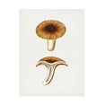 thumbnail image 1 of Trademark Fine Art Pictufy  Vintage Chanterelles Edible Mushroom Canvas Wall Art, 1 of 4