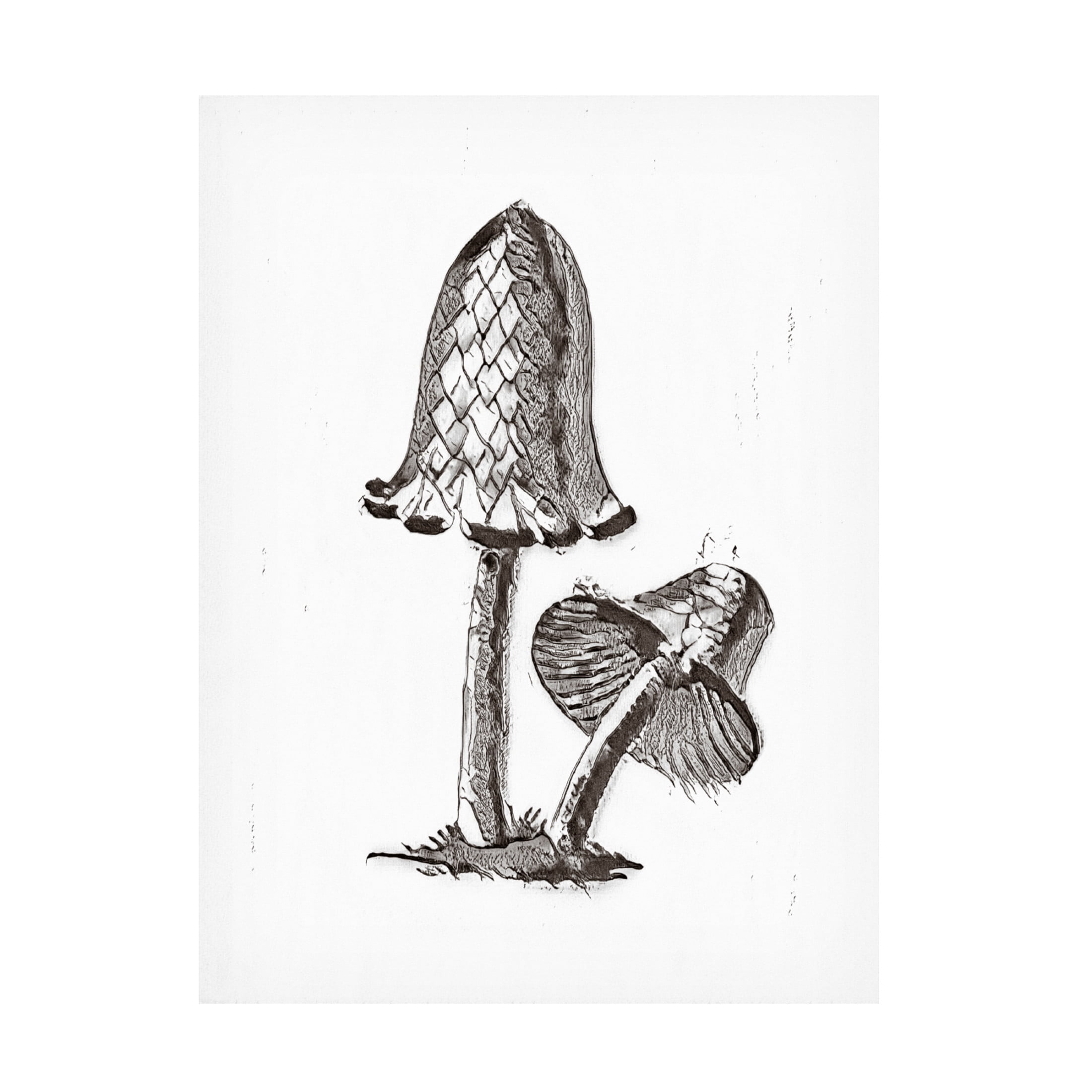 Trademark Fine Art Pictufy Vintage Inky Cap Edible Mushroom BW Bright Canvas Wall Art