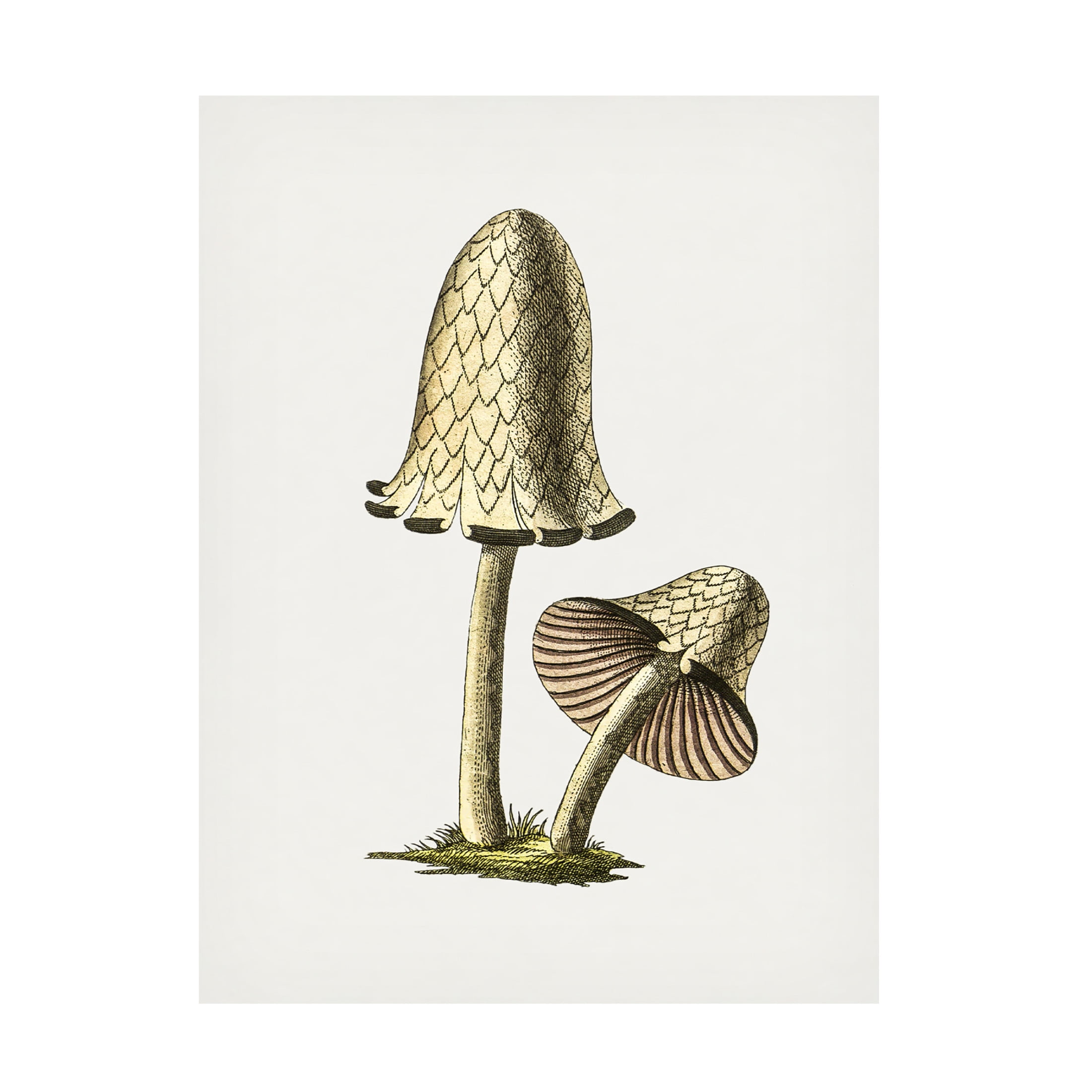 Trademark Fine Art Pictufy Vintage Inky Cap Edible Mushroom Canvas Wall Art