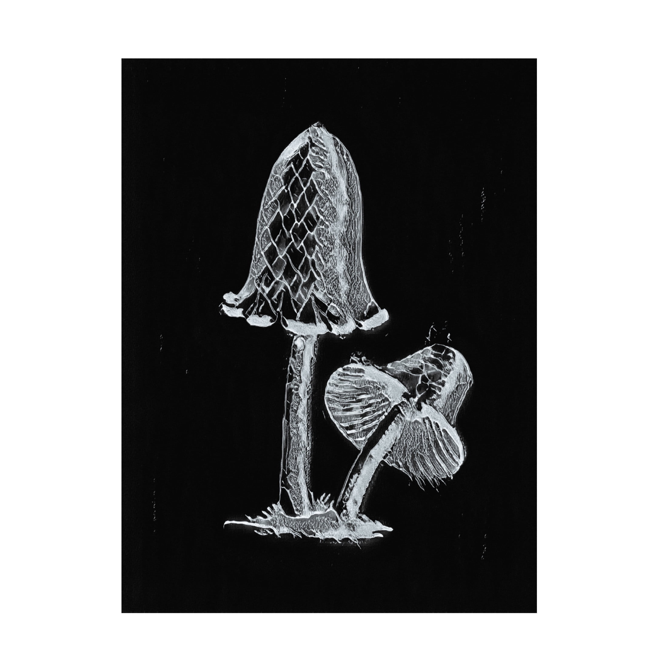 Trademark Fine Art Pictufy Vintage Inky Cap Edible Mushroom Dark BW Canvas Wall Art
