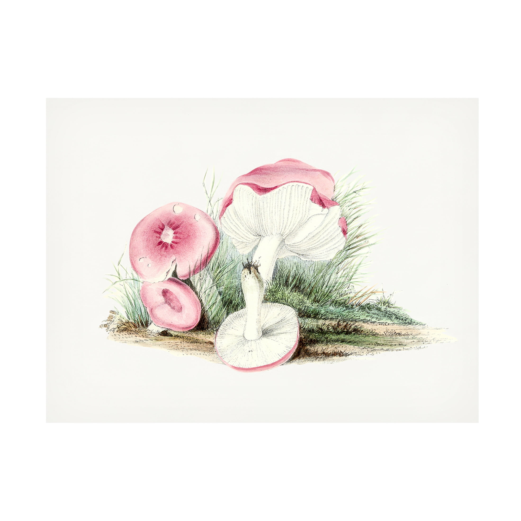 Trademark Fine Art Pictufy Vintage Russula Emetica Mushroom Canvas Wall Art