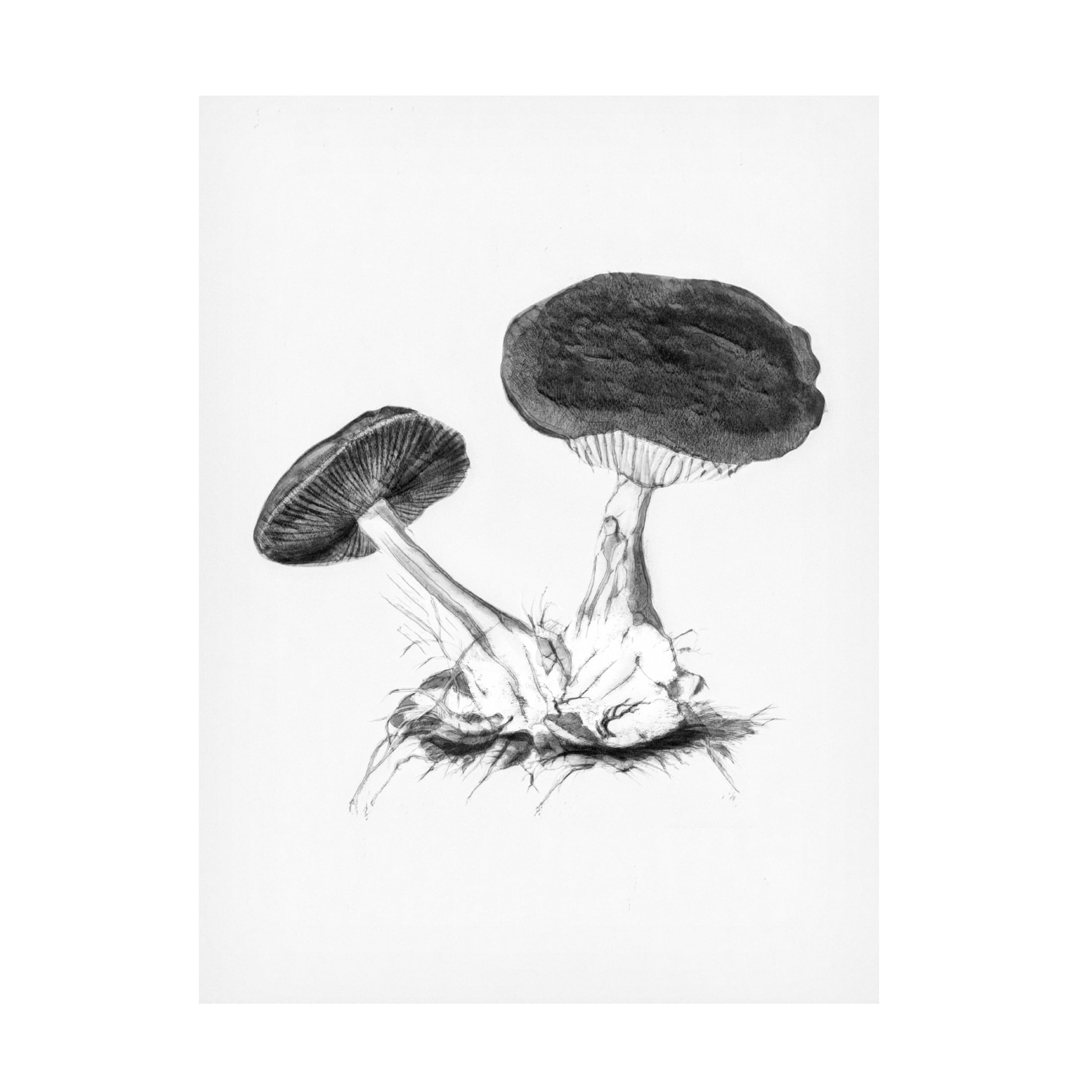 Trademark Fine Art Pictufy   Vintage Violet Webcap Mushroom Bright BW Canvas Wall Art