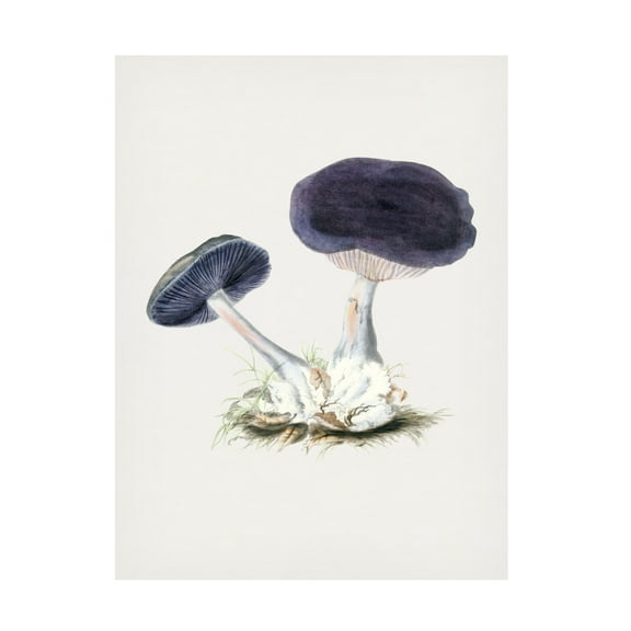 Trademark Fine Art Pictufy  Vintage Violet Webcap Mushroom Canvas Wall Art