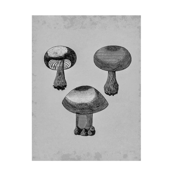 Trademark Fine Art Pictufy Violet Webcap Mushroom Canvas Wall Art