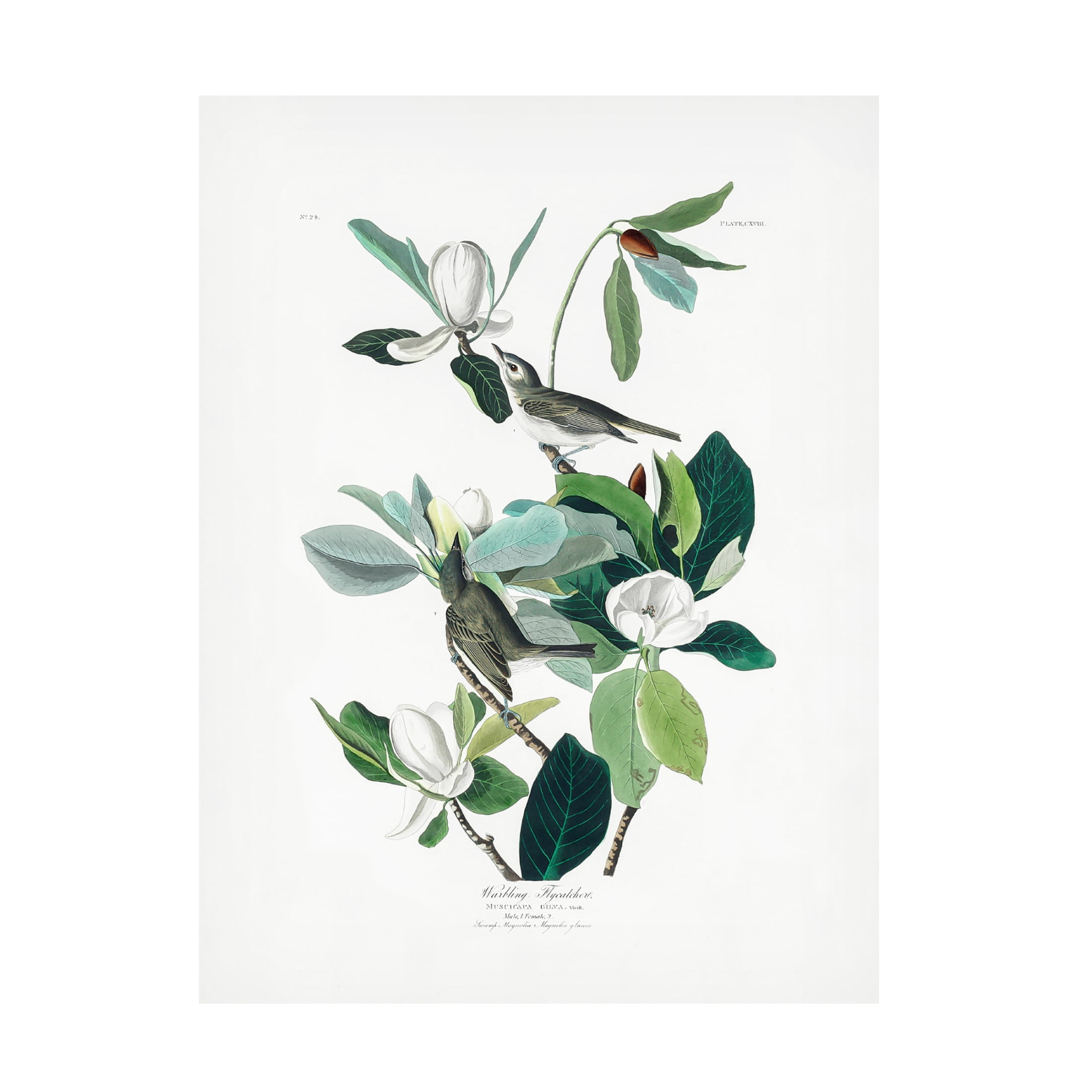 Trademark Fine Art Pictufy   Warbling Flycatcher From Birds of America 1827 Canvas Wall Art