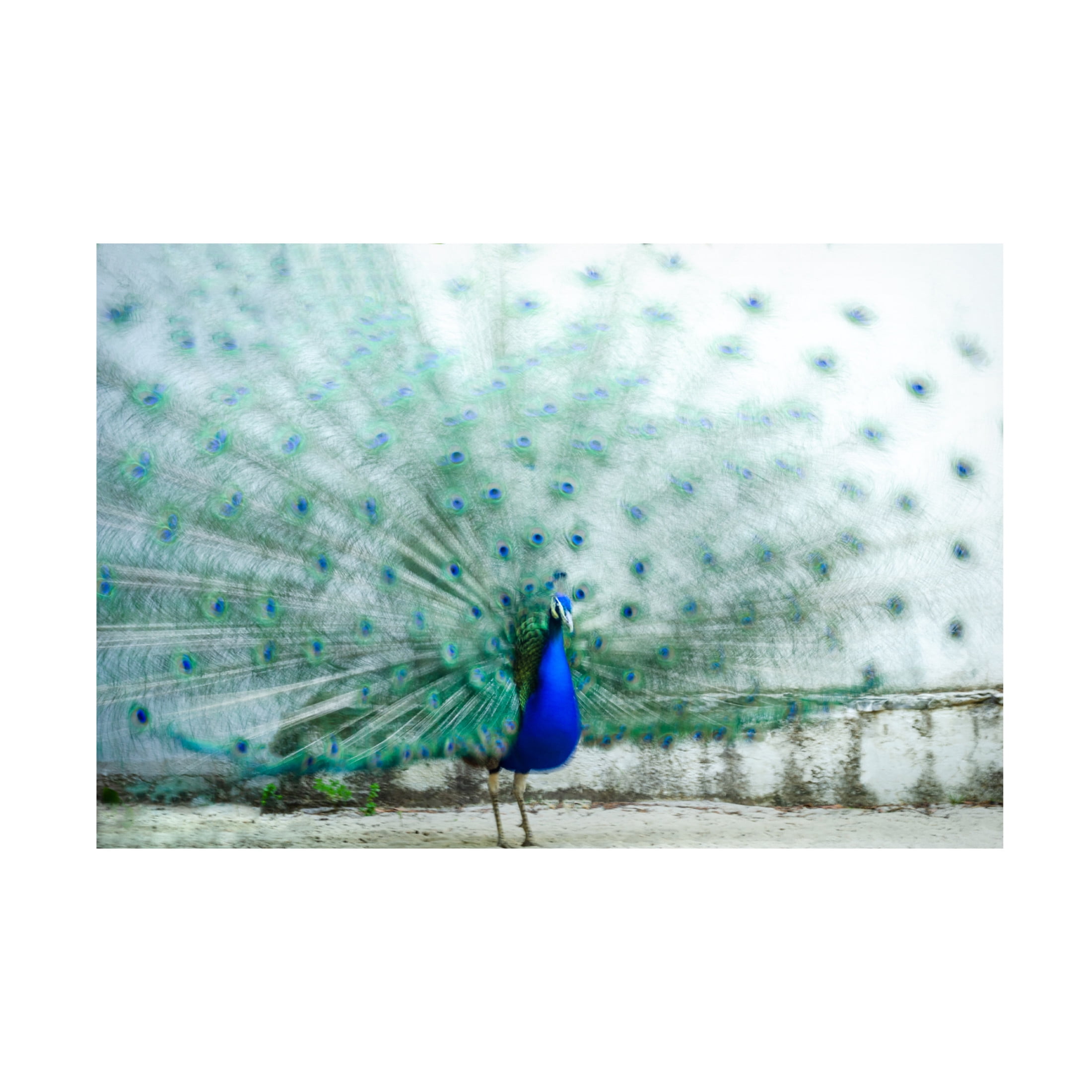 Trademark Fine Art Piera Polo  Peacock Canvas Wall Art