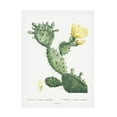 thumbnail image 1 of Trademark Fine Art Pierre Redoute Redoute Cactus I Canvas Wall Art, 1 of 4