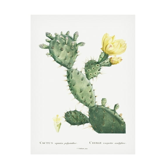 Trademark Fine Art Pierre Redoute Redoute Cactus I Canvas Wall Art