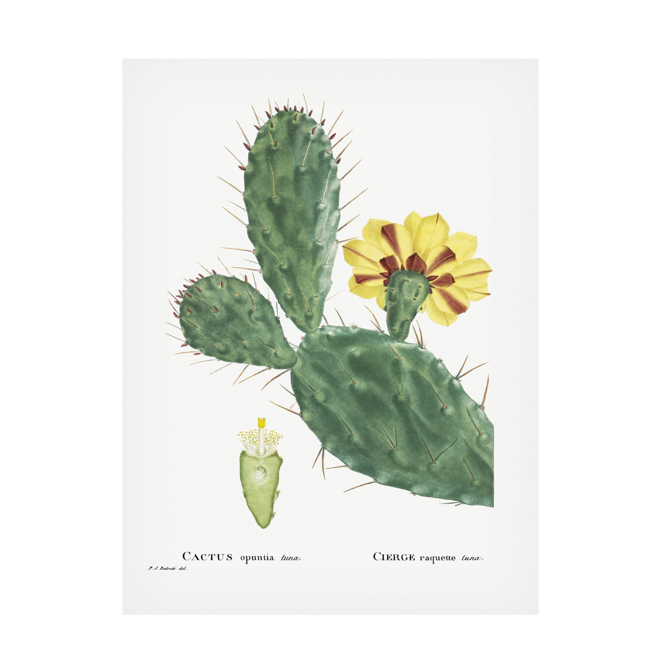 Trademark Fine Art Pierre Redoute  Redoute Cactus IV Canvas Wall Art