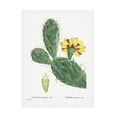 thumbnail image 1 of Trademark Fine Art Pierre Redoute  Redoute Cactus IV Canvas Wall Art, 1 of 4