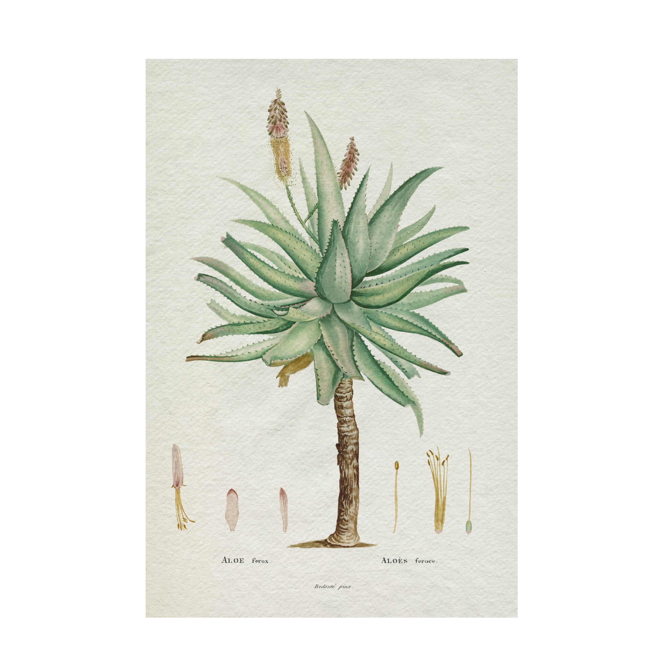 Trademark Fine Art Pierre Redoute  Redoute Succulent I Canvas Wall Art
