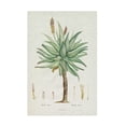 thumbnail image 1 of Trademark Fine Art Pierre Redoute  Redoute Succulent I Canvas Wall Art, 1 of 4