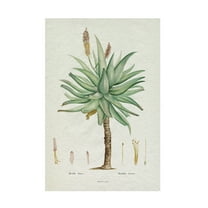 Trademark Fine Art Pierre Redoute  Redoute Succulent I Canvas Wall Art