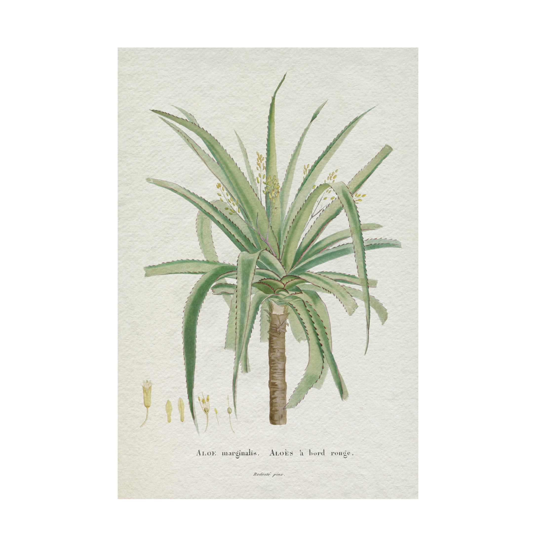 Trademark Fine Art Pierre Redoute  Redoute Succulent II Canvas Wall Art