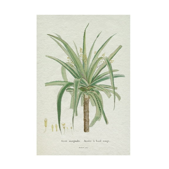 Trademark Fine Art Pierre Redoute  Redoute Succulent II Canvas Wall Art