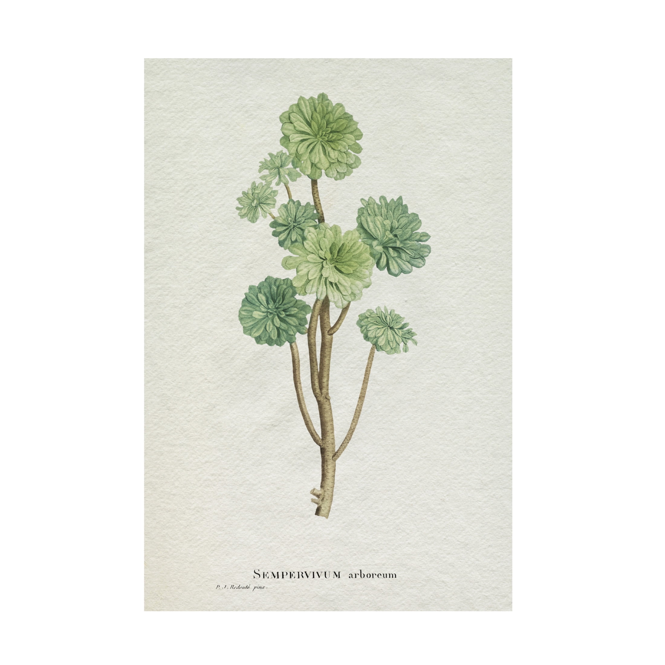Trademark Fine Art Pierre Redoute Redoute Succulent III Canvas Wall Art