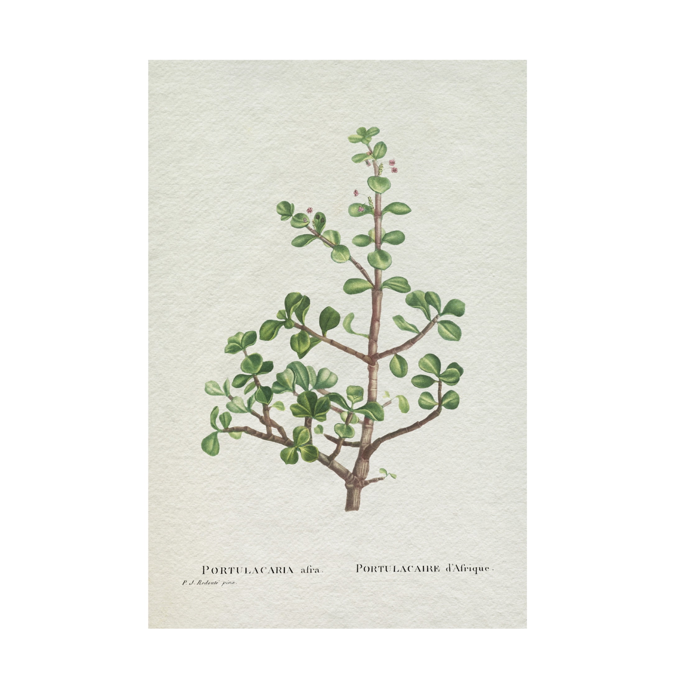 Trademark Fine Art Pierre Redoute  Redoute Succulent IV Canvas Wall Art