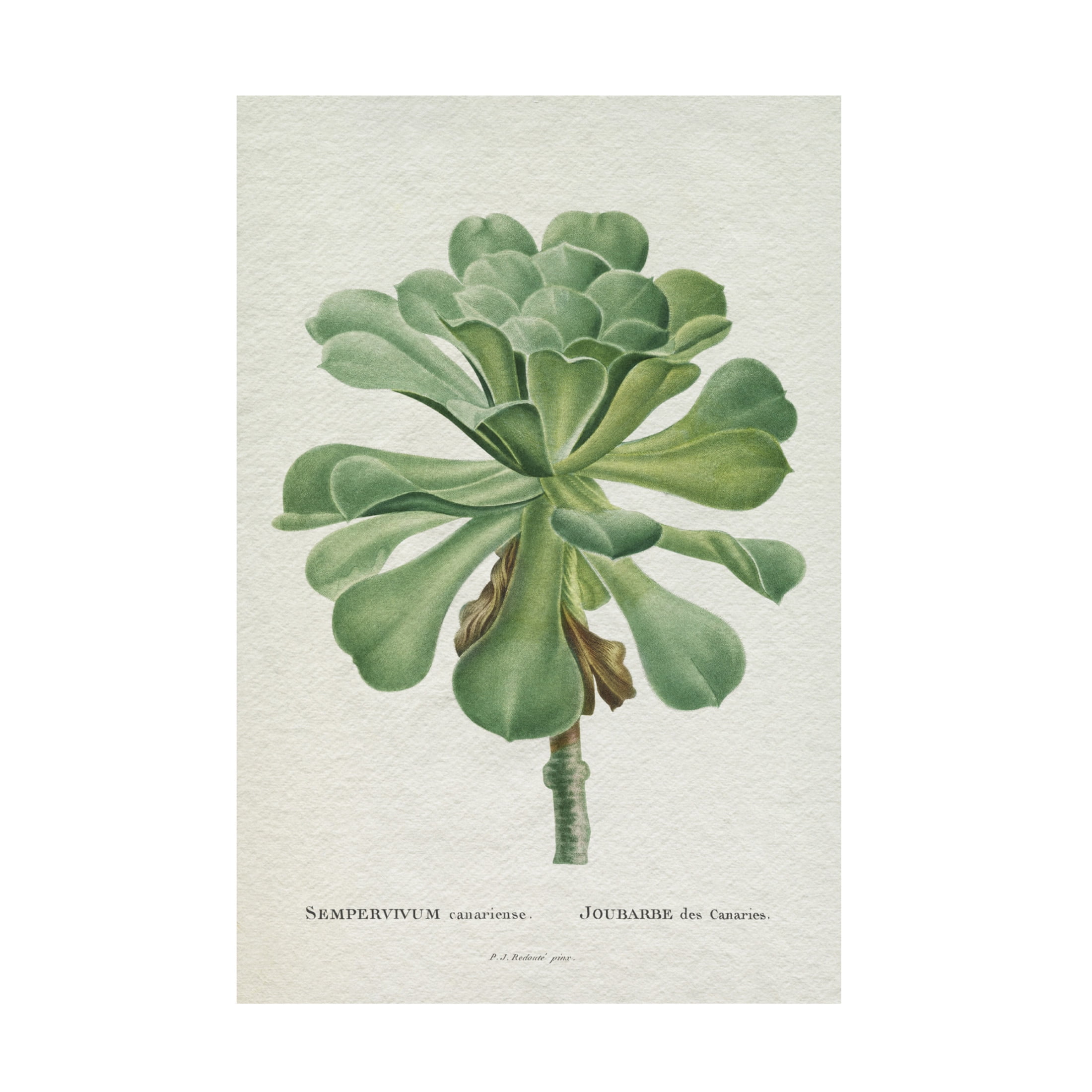 Trademark Fine Art Pierre Redoute  Redoute Succulent V Canvas Wall Art