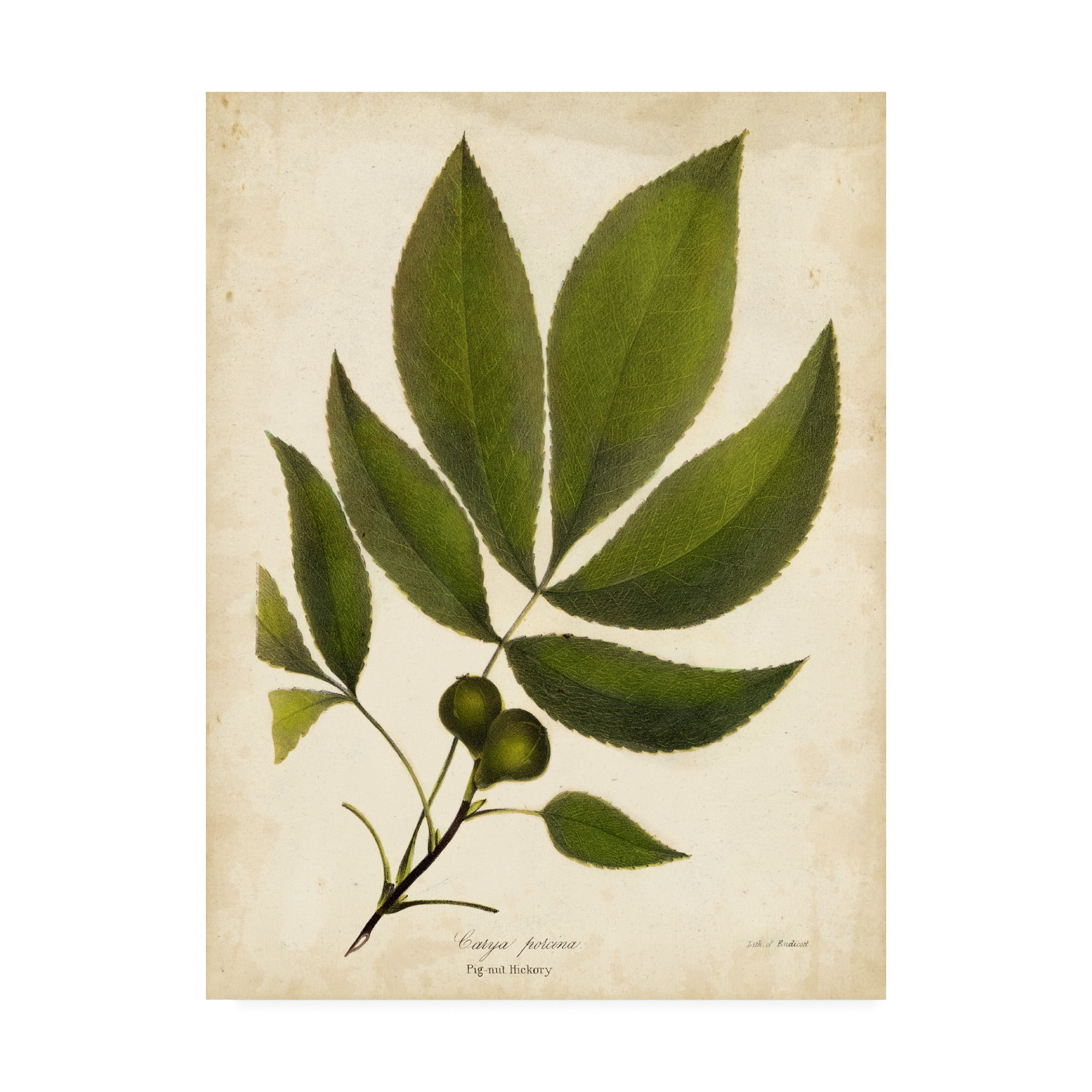 Trademark Fine Art 'Pig nut Hickory Tree Foliage' Canvas Art by John Torrey
