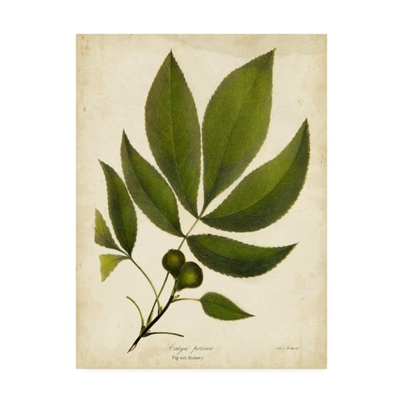 Trademark Fine Art 'Pig nut Hickory Tree Foliage' Canvas Art by John Torrey