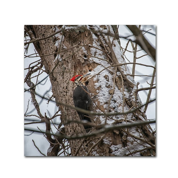 Trademark Fine Art 'Pileated Woodpecker' Canvas Art by Thom Sivo
