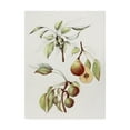 thumbnail image 1 of Trademark Fine Art 'Pine Street Pears' Canvas Art by Deborah Kopka, 1 of 3