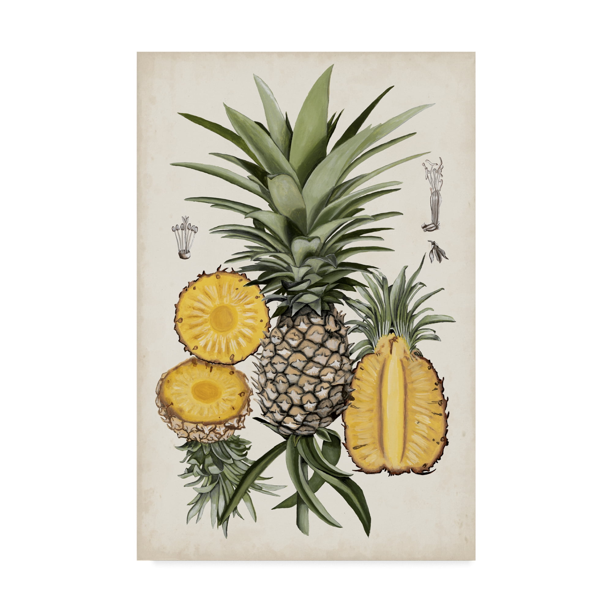 Mid-Century Modern Pineapple Botanical Canvas Art in Light Colors