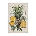 thumbnail image 1 of Trademark Fine Art 'Pineapple Botanical Study I' Canvas Art by Naomi McCavitt, 1 of 4