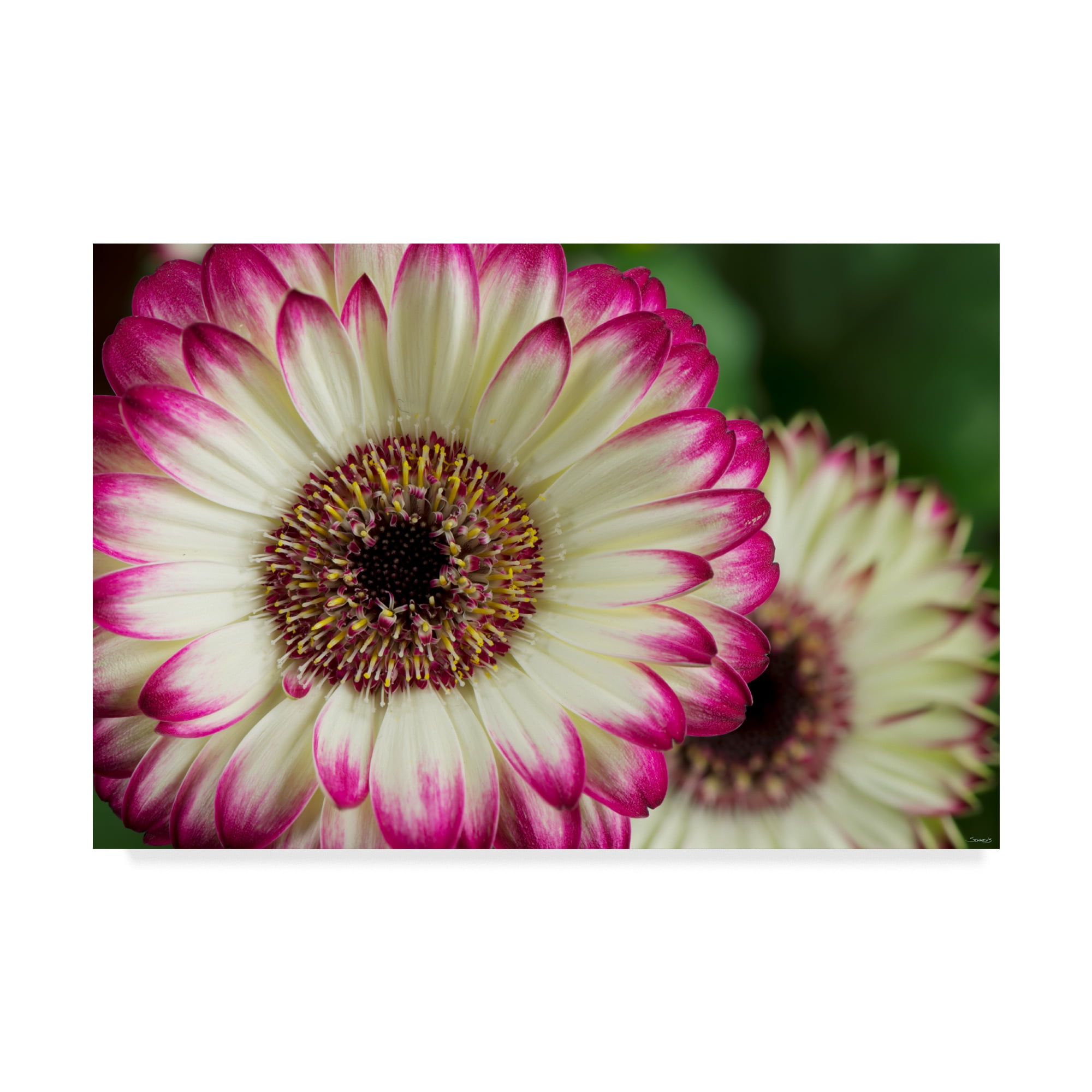 Trademark Fine Art 'Pink And White' Canvas Art by Gordon Semmens