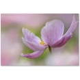 thumbnail image 1 of Trademark Fine Art 'Pink Anemone' Canvas Art by Cora Niele, 1 of 1