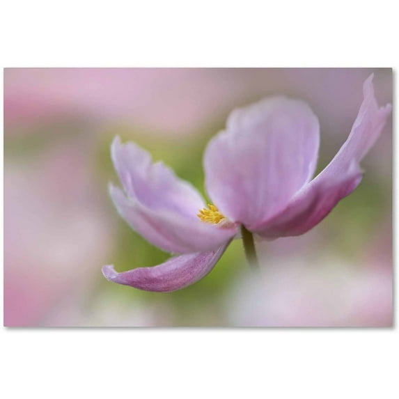 Trademark Fine Art 'Pink Anemone' Canvas Art by Cora Niele