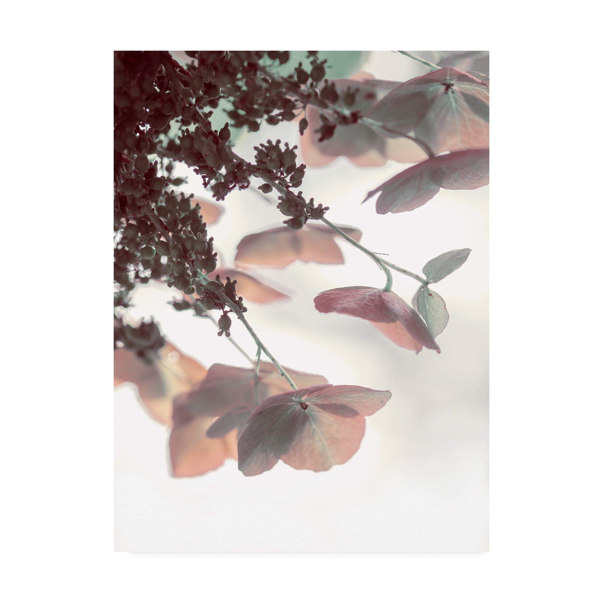 Trademark Fine Art 'Pink & Aqua Hydrangeas' Canvas Art by Brooke T. Ryan