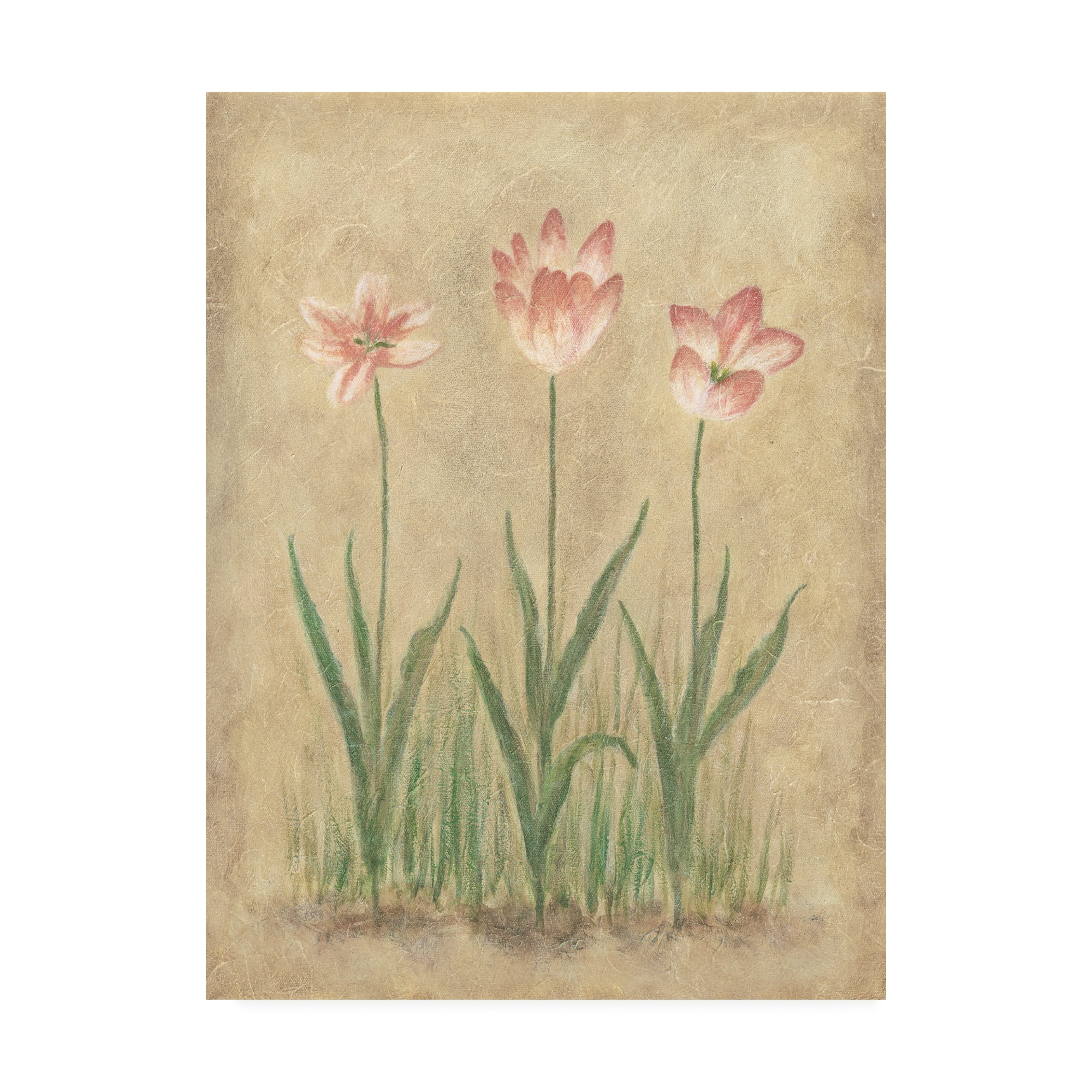 Trademark Fine Art 'Pink Blooms On Parchment' Canvas Art by Debra Lake