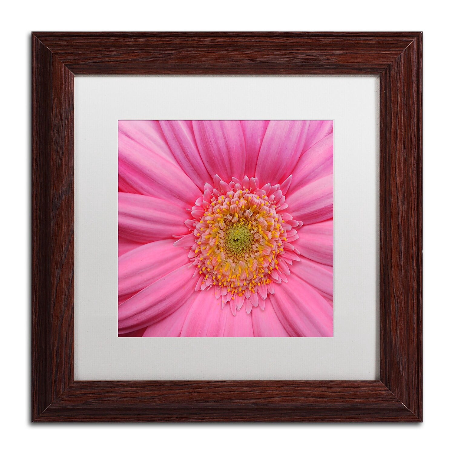 Trademark Fine Art "Pink" Canvas Art by Kurt Shaffer White Matte, Wood Frame