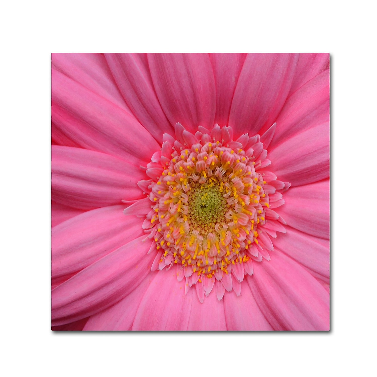Trademark Fine Art "Pink" Canvas Art by Kurt Shaffer