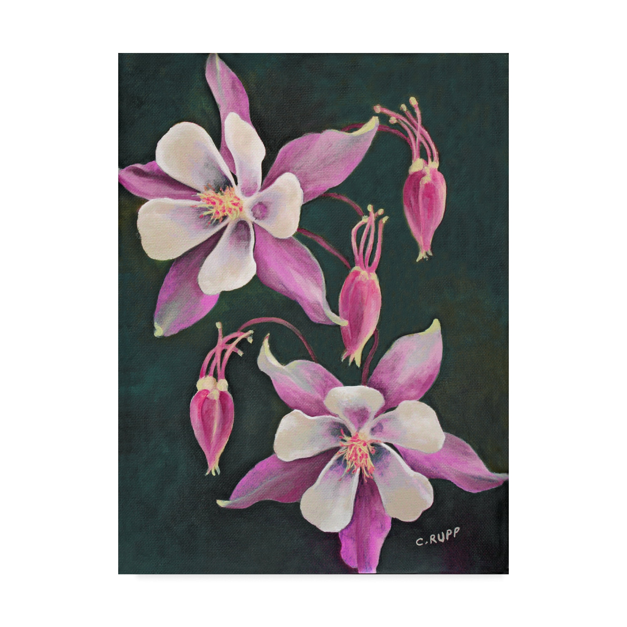 Trademark Fine Art 'Pink Columbine Flowers' Canvas Art by Carol J Rupp