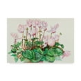 thumbnail image 1 of Trademark Fine Art 'Pink Cyclamen' Canvas Art by Joanne Porter, 1 of 3