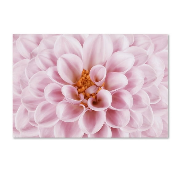 Trademark Fine Art 'Pink Dahlia' Canvas Art by Cora Niele