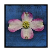 Trademark Fine Art 'Pink Dogwood' Canvas Art by John W. Golden
