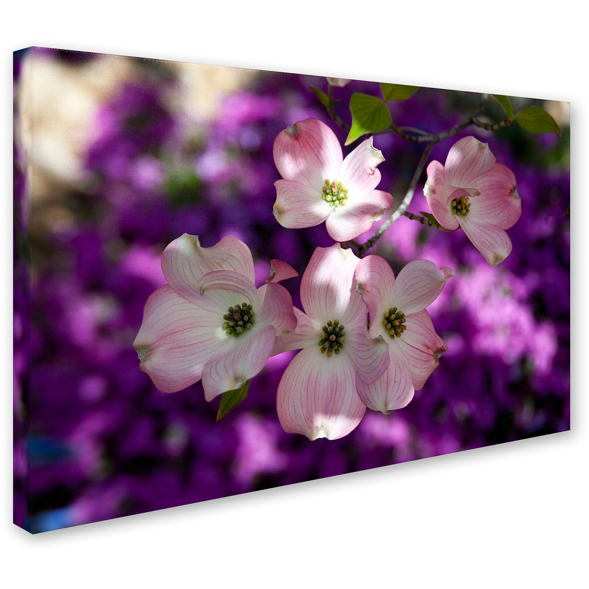 Trademark Fine Art "Pink Dogwood" Canvas Art by Kurt Shaffer