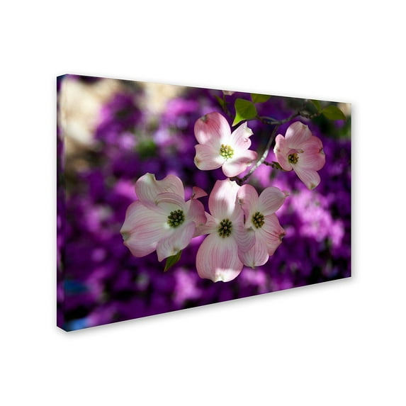 Trademark Fine Art "Pink Dogwood" Canvas Art by Kurt Shaffer