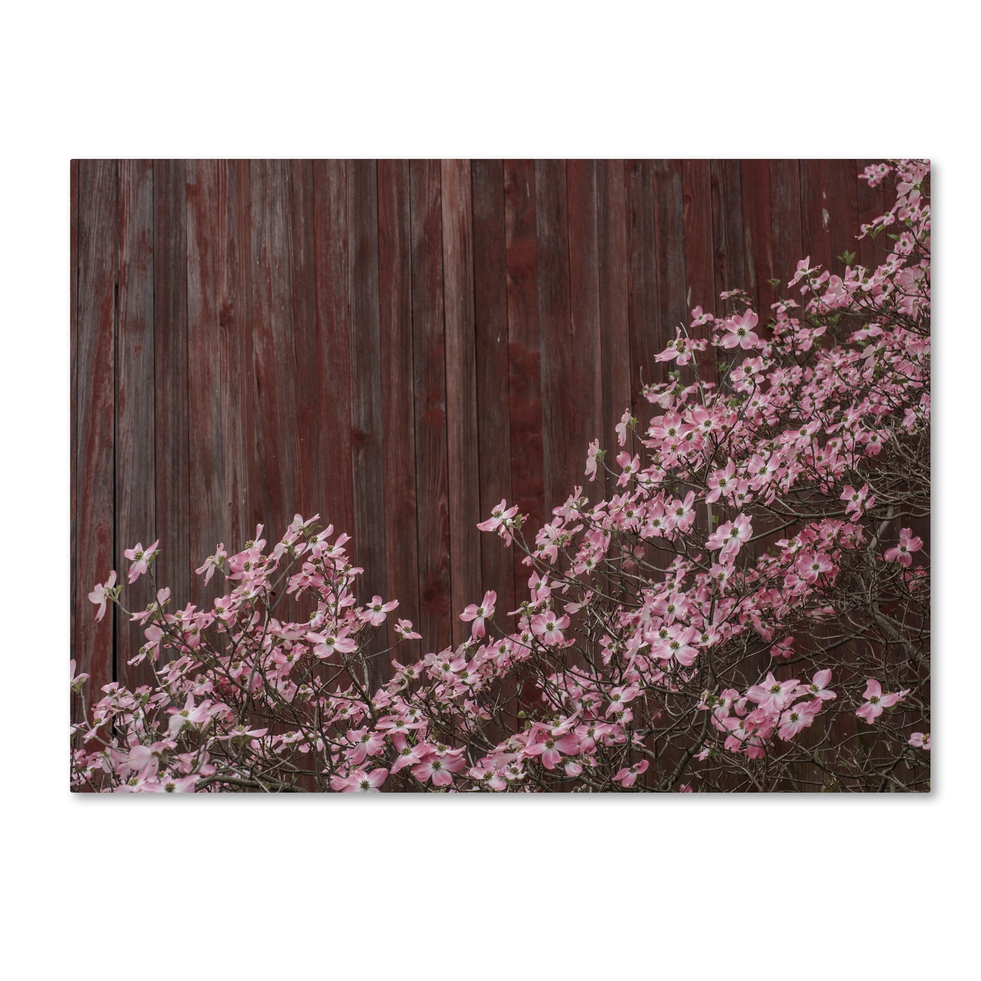 Trademark Fine Art "Pink Dogwood Red Barn Wood" Canvas Art by Kurt Shaffer