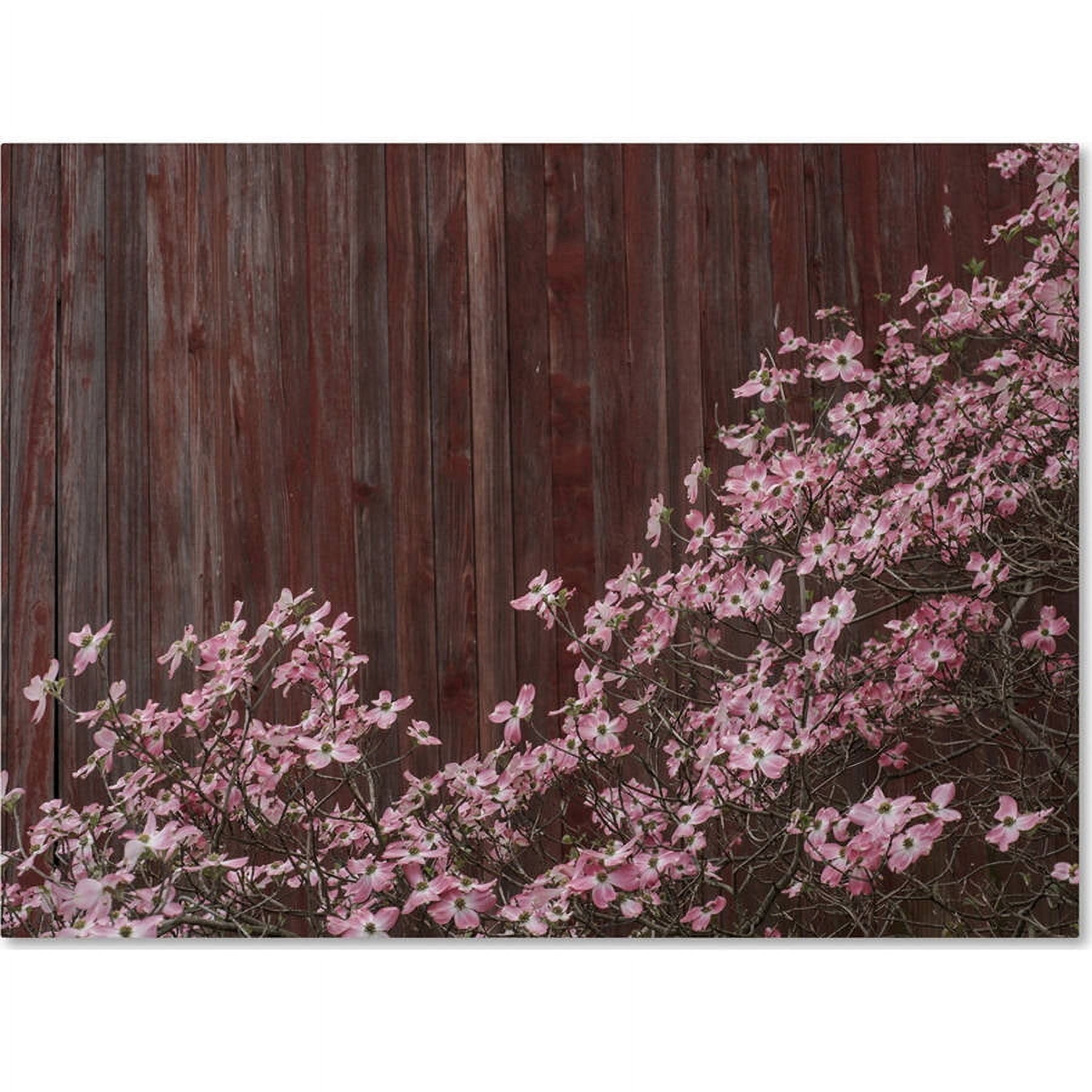 Trademark Fine Art "Pink Dogwood Red Barn Wood" Canvas Art by Kurt Shaffer
