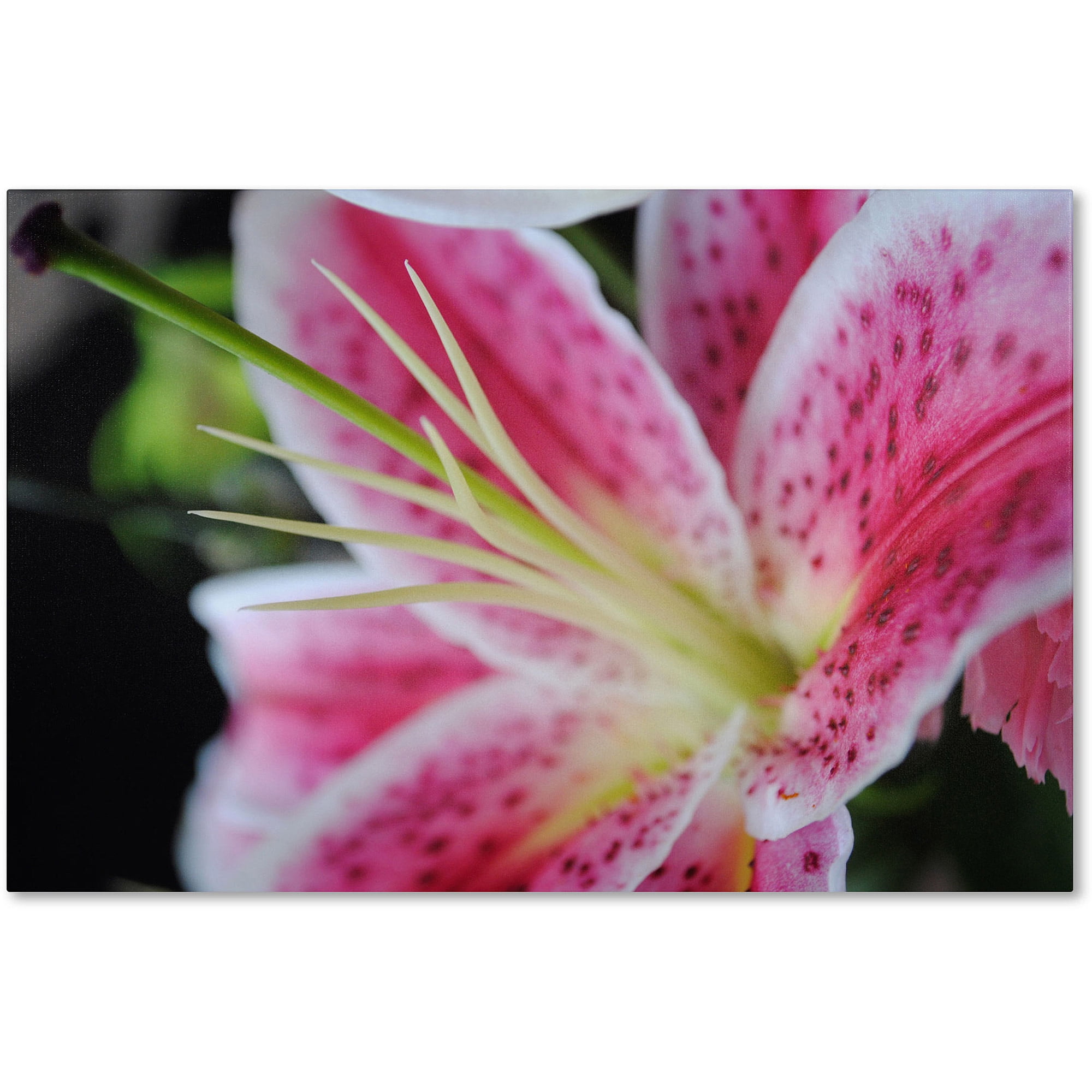 Monica Fleet Pink Flower Canvas Art, 19" x 19"