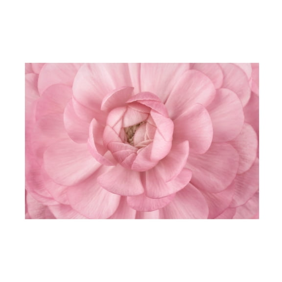 Trademark Fine Art 'Pink Flower Petals' Canvas Art by Cora Niele