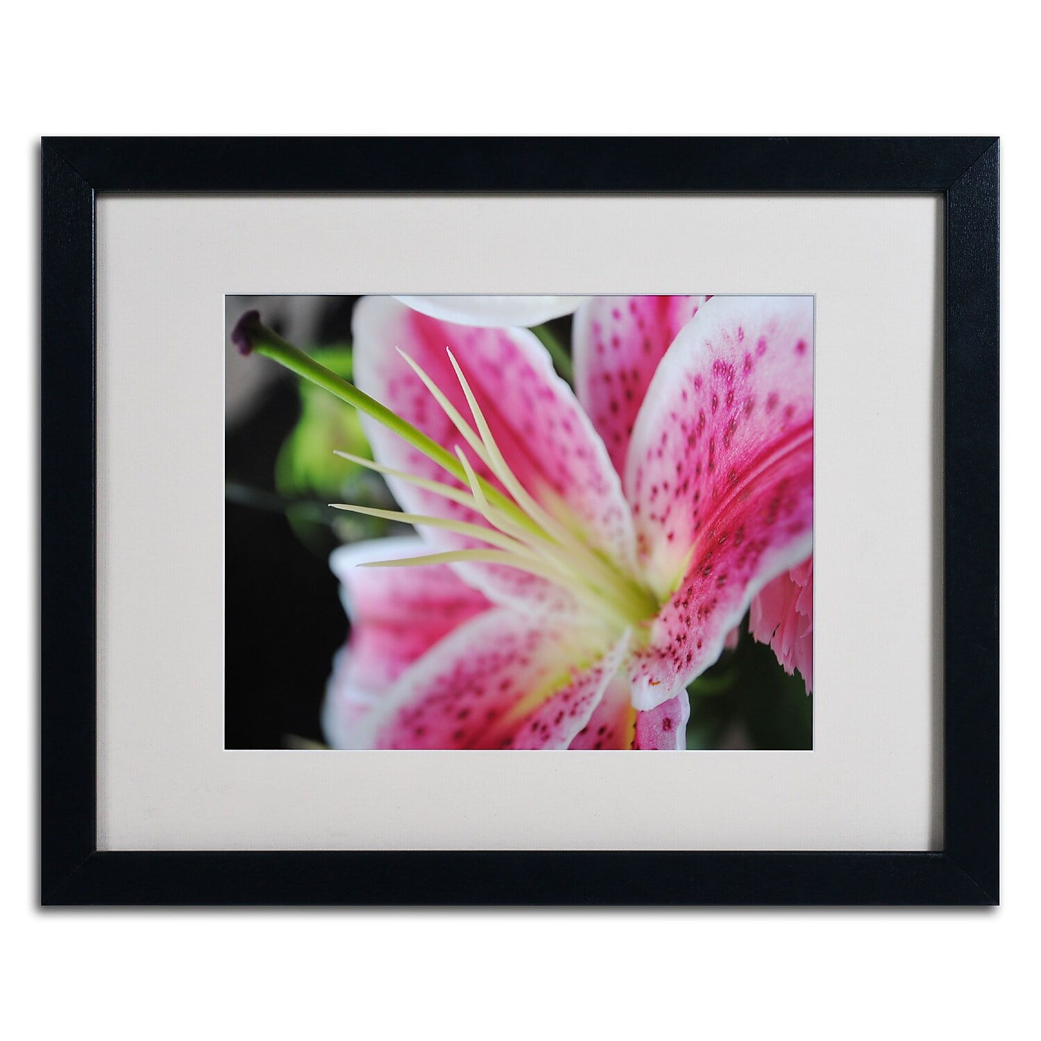 Trademark Fine Art "Pink Flower" by Monica Fleet, Black Frame