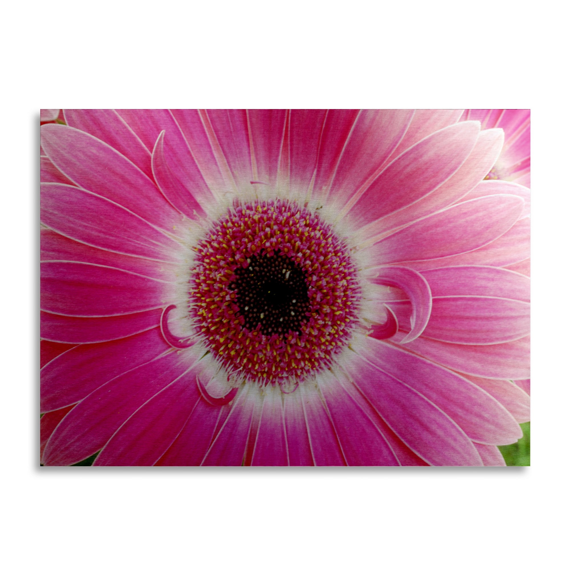 Trademark Fine Art 'Pink Gerber' Brushed Aluminum Wall Art Art by Kurt Shaffer