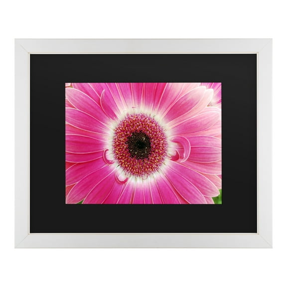 Trademark Fine Art 'Pink Gerber' Canvas Art by Kurt Shaffer
