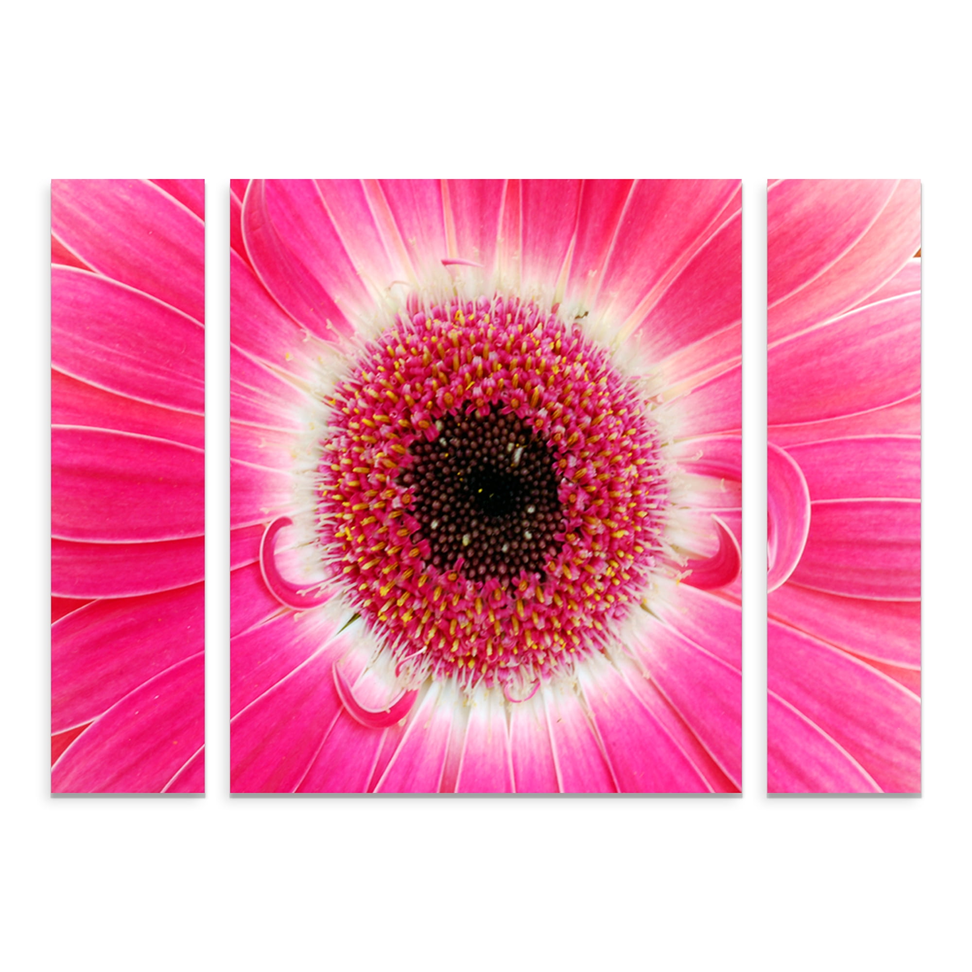 Trademark Fine Art 'Pink Gerber' Canvas Art by Kurt Shaffer
